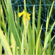 IRIS pseudacorus 'Variegata'