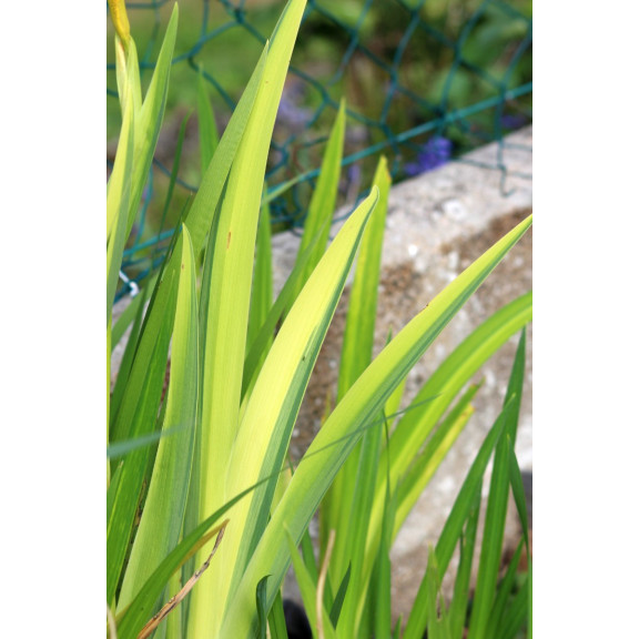 IRIS pseudacorus 'Variegata'