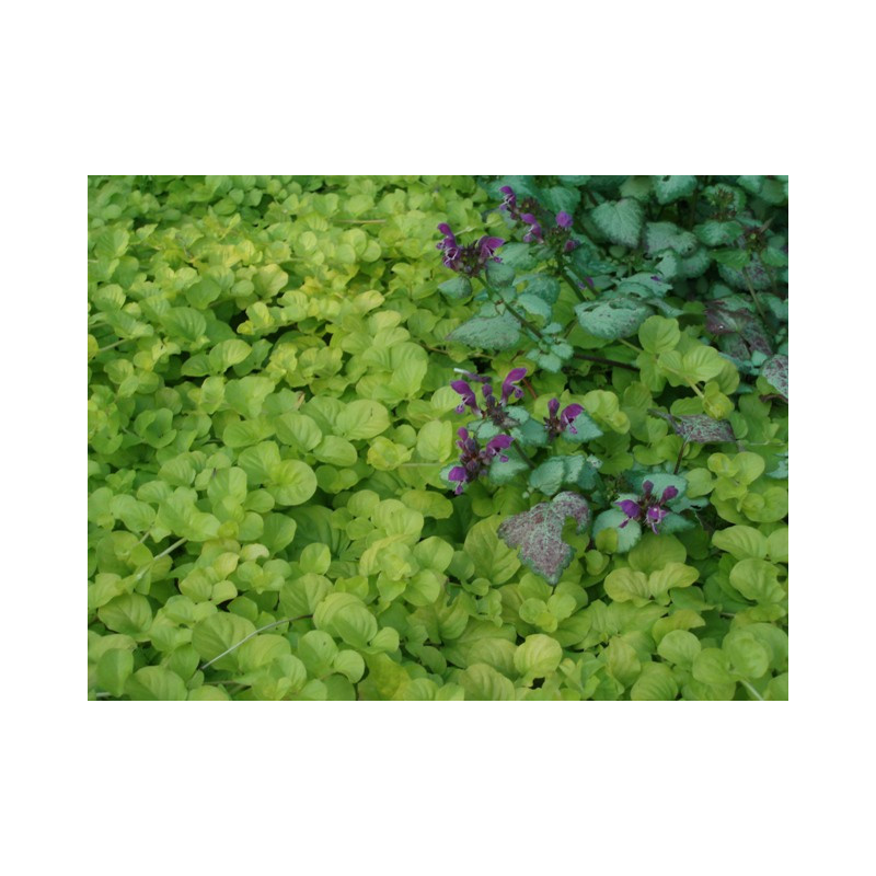 LYSIMACHIA nummularia 'Aurea', Herbes aux &eacute;cus, dor&eacute; - Le Jardin d'eau