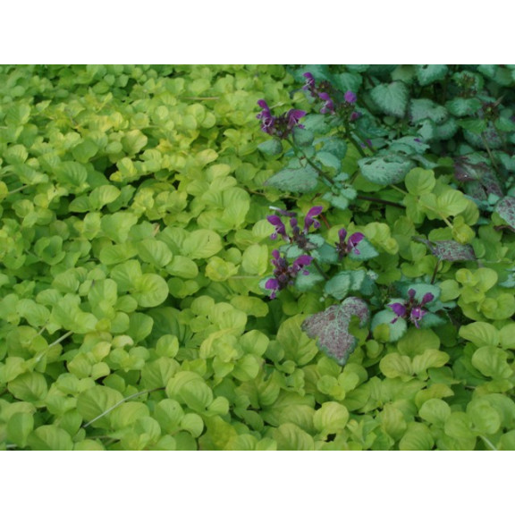 LYSIMACHIA nummularia 'Aurea', Herbes aux &eacute;cus, dor&eacute; - Le Jardin d'eau