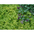 LYSIMACHIA nummularia 'Aurea', Herbes aux &eacute;cus, dor&eacute; - Le Jardin d'eau