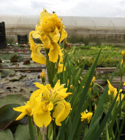 IRIS pseudacorus 'Flore Pleno'