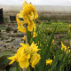 IRIS pseudacorus 'Flore Pleno'