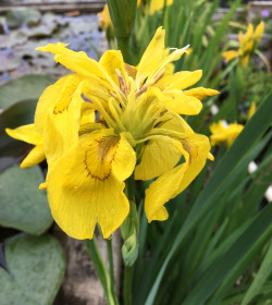 IRIS pseudacorus 'Flore Pleno'