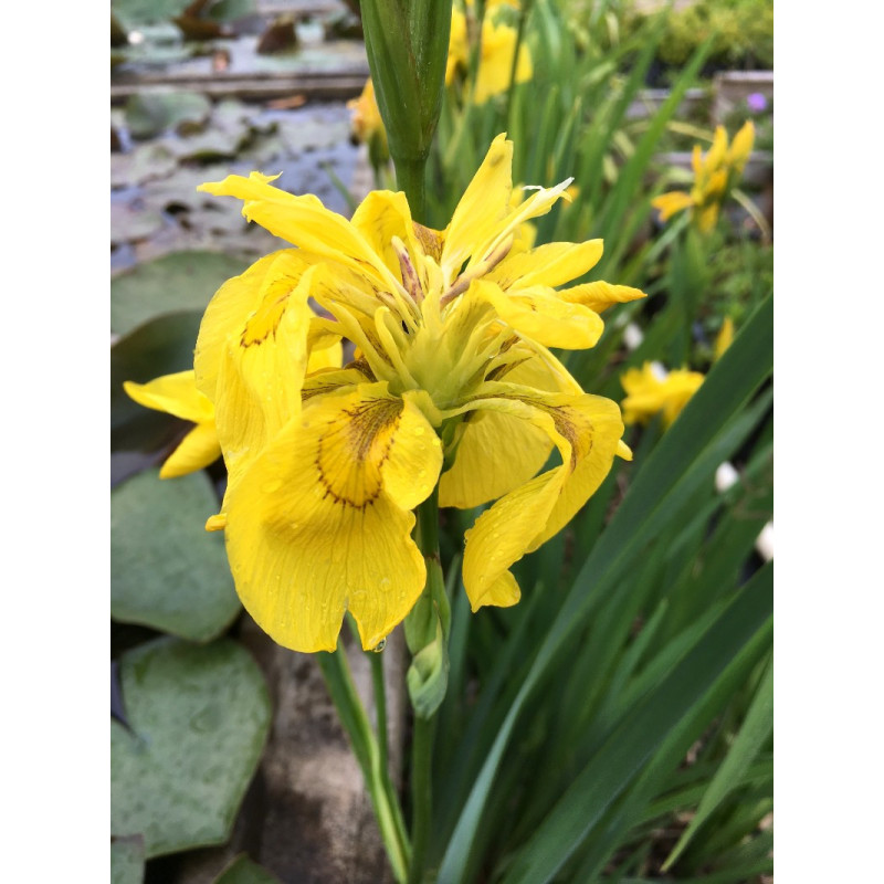 IRIS pseudacorus 'Flore Pleno'