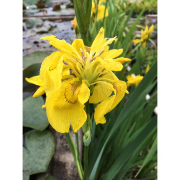 IRIS pseudacorus \'Flore Pleno\'