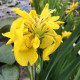 IRIS pseudacorus 'Flore Pleno'