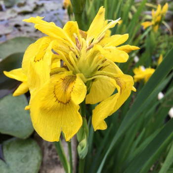 IRIS pseudacorus &#039;Flore Pleno&#039;