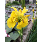 IRIS pseudacorus 'Flore Pleno'