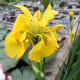 IRIS pseudacorus 'Flore Pleno'