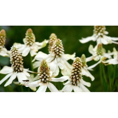 ANEMOPSIS californica