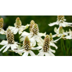 ANEMOPSIS californica