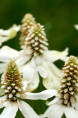 ANEMOPSIS californica
