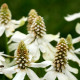 ANEMOPSIS californica