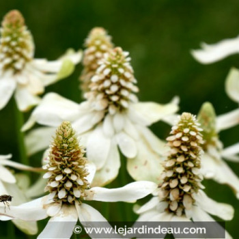 ANEMOPSIS californica