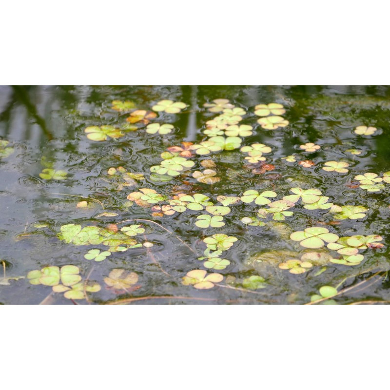 MARSILEA quadrifolia