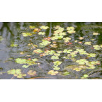 MARSILEA quadrifolia