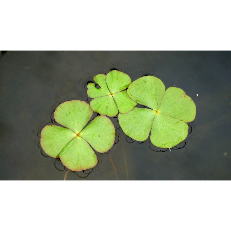 MARSILEA quadrifolia