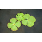 MARSILEA quadrifolia