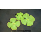 MARSILEA quadrifolia MARSILEA quadrifolia