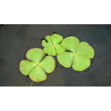 MARSILEA quadrifolia