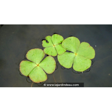MARSILEA quadrifolia