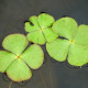 MARSILEA quadrifolia