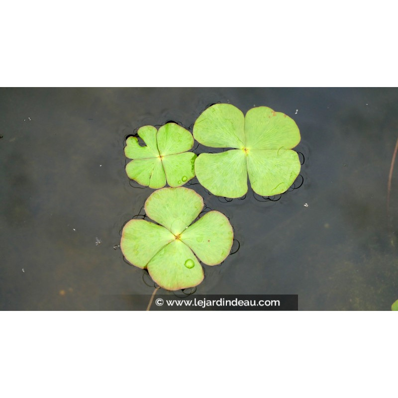 MARSILEA quadrifolia MARSILEA quadrifolia