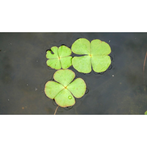 MARSILEA quadrifolia