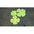 MARSILEA quadrifolia MARSILEA quadrifolia