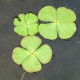 MARSILEA quadrifolia