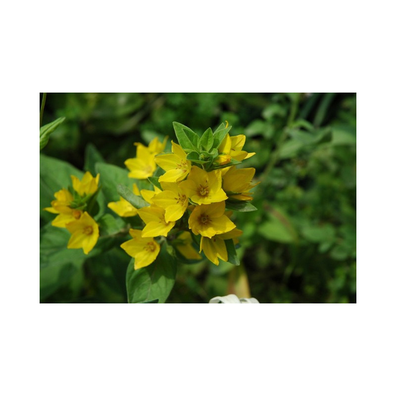 LYSIMACHIA punctata