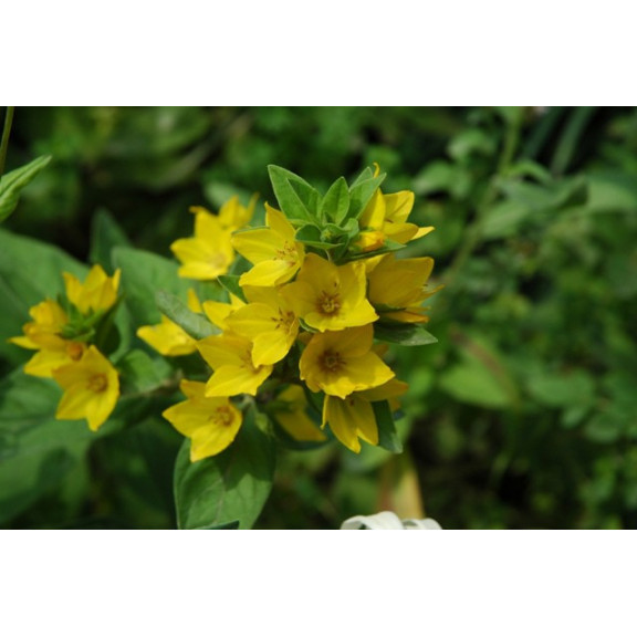 LYSIMACHIA punctata