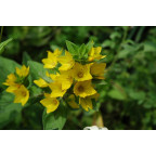 LYSIMACHIA punctata