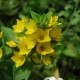 LYSIMACHIA punctata