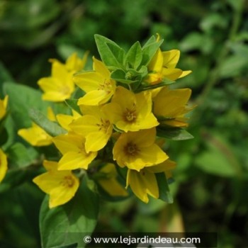 LYSIMACHIA punctata