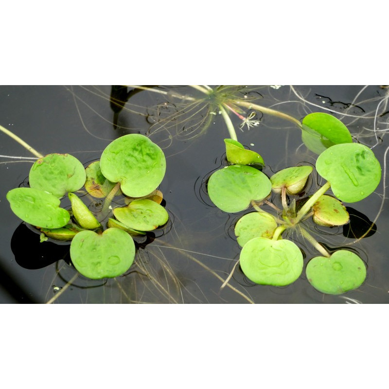 LIMNOBIUM laevigatum LIMNOBIUM laevigatum