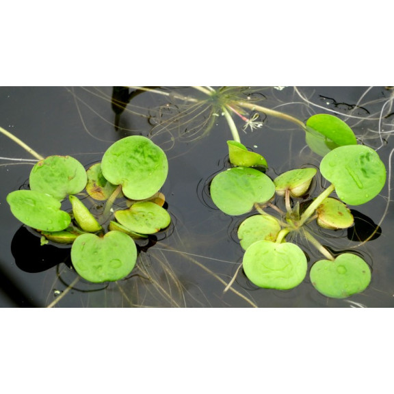 LIMNOBIUM laevigatum