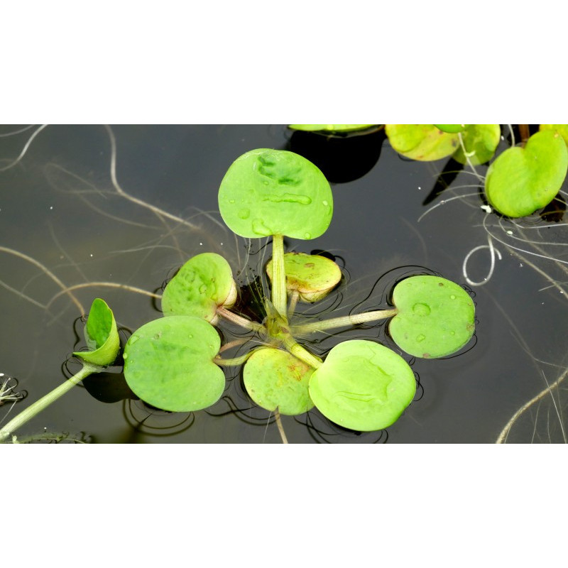 LIMNOBIUM laevigatum LIMNOBIUM laevigatum