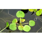 LIMNOBIUM laevigatum LIMNOBIUM laevigatum