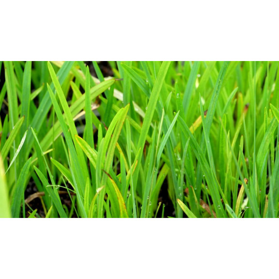 SCHIZOSTYLIS coccinea 'Mrs Hegarty'