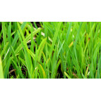 SCHIZOSTYLIS coccinea 'Mrs Hegarty'