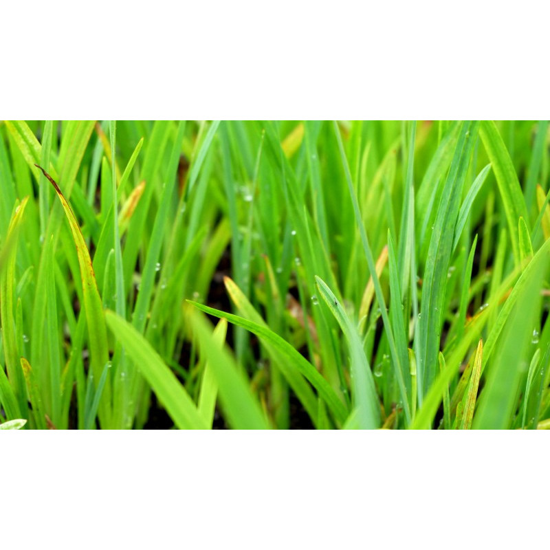 SCHIZOSTYLIS coccinea 'Mrs Hegarty'