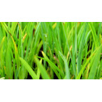 SCHIZOSTYLIS coccinea 'Mrs Hegarty'