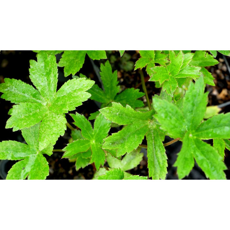 ASTRANTIA major 'Ruby Wedding'