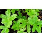 ASTRANTIA major 'Ruby Wedding'