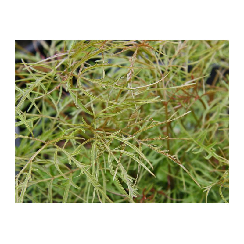 ARUNCUS dioicus 'Kneiffii' ARUNCUS dioicus 'Kneiffii'