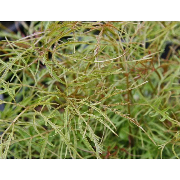 ARUNCUS dioicus 'Kneiffii'