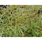 ARUNCUS dioicus 'Kneiffii' ARUNCUS dioicus 'Kneiffii'