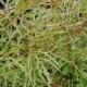 ARUNCUS dioicus 'Kneiffii'